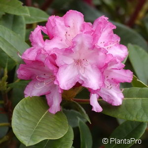 Rhododendron (Yakushimanum-Gruppe)'Blurettia'