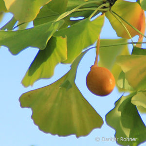 Ginkgo biloba