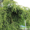 Tsuga canadensis'Pendula'