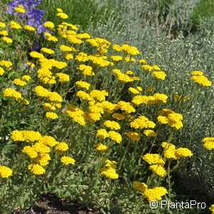 Achillea tomentosa'Aurea'