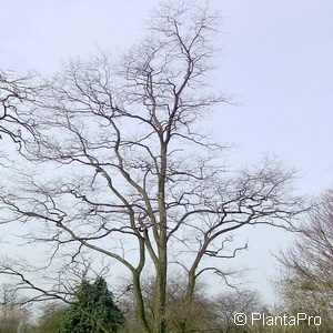 Robinia pseudoacacia'Unifoliola'