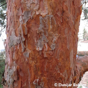 Pinus sylvestris