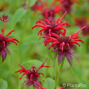 Monarda'Squaw'