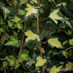 Hedera helix'Goldheart'