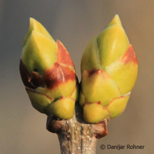 Syringa vulgaris'Mme Lemoine'