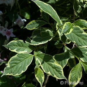 Weigela florida'Variegata'