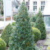 Buxus sempervirens'Kegel'