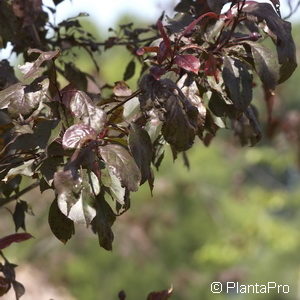 Malus'Royalty'