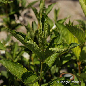 Weigela'Candida'