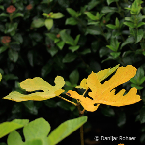 Ficus carica 3 Ficus carica