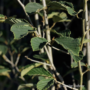 Hamamelis intermedia (x)'Westerstede'