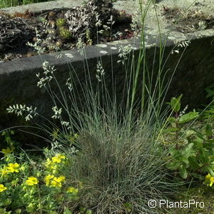 Festuca valesiaca