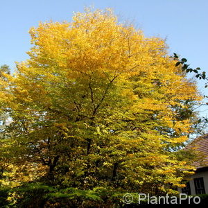 Carpinus betulus'Spalier Form'