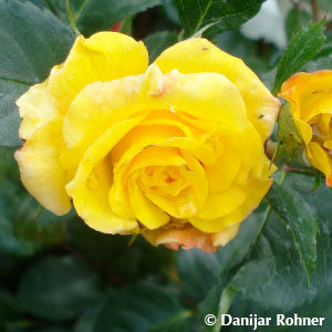 Strauchrose'Lichtkönigin Lucia'