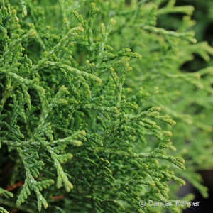 Thuja occidentalis'Tiny Tim'