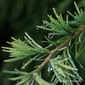 Cedrus deodara'Feeling Blue'