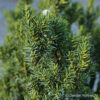 Taxus media (x)'Hillii'