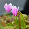 Cyclamen hederifolium'Rosenteppich'