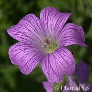 Geranium oxonianum (x)'Claridge Druce'