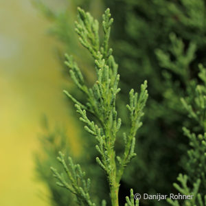 Cupressus sempervirens'Stricta'