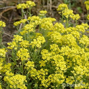 Alyssum montanum'Berggold'