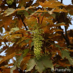 Acer pseudoplatanus