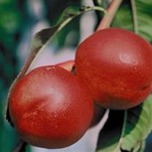 Prunus (Pfirsich)'Revita'