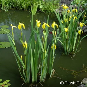 Iris pseudacorus