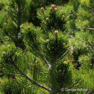 Pinus leucodermis'Compact Gem'