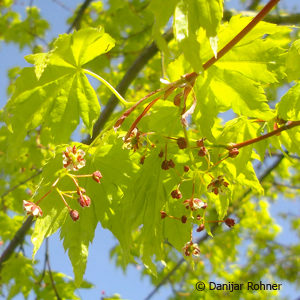 Acer palmatum