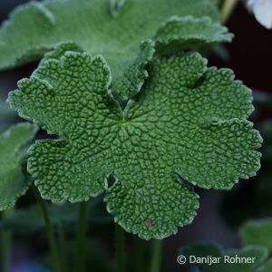 Geranium renardii