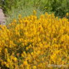 Genista tinctoria'Royal Gold'