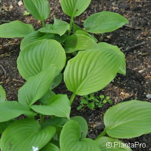 Hosta plantagineavar. grandiflora