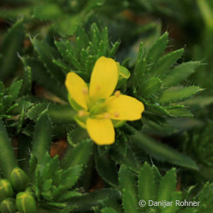 Draba aizoides