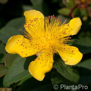 Hypericum calycinum