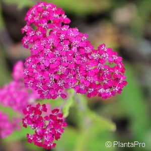 Achillea millefolium'Cerise Queen'