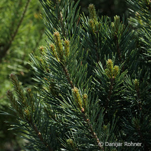 Pinus sylvestris'Beuvronensis'