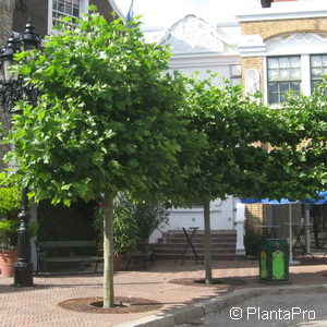 Platanus acerifolia'Alphens Globe'