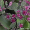 Sedum cauticola'Lidakense'