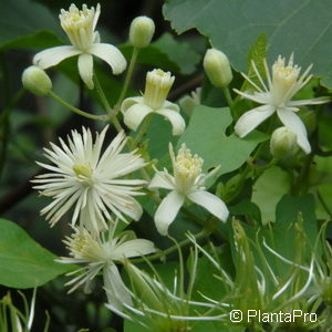 Clematis vitalbaweiss