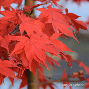 Acer palmatum'Atropurpureum'