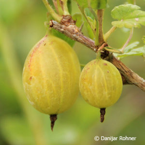 Ribes (Stachelbeere)'Hinnonmaeki Gelb'