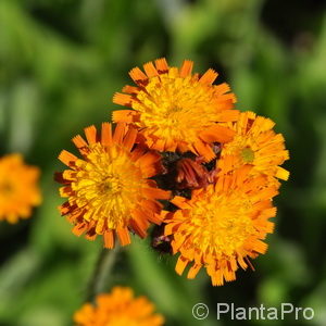 Hieracium aurantiaca