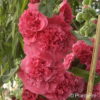 Alcea rosea'Pleniflora' rot