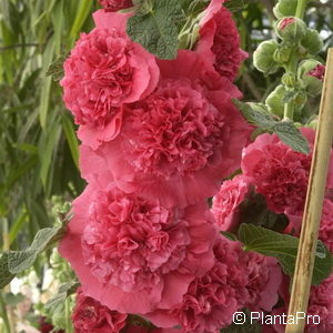 Alcea rosea'Pleniflora' rot