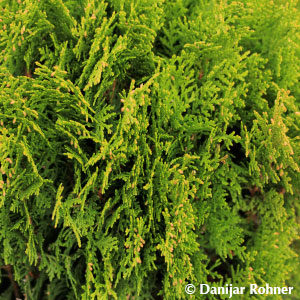 Thuja orientalis'Aurea Nana'