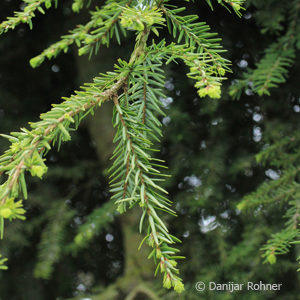 Tsuga canadensis'Pendula'