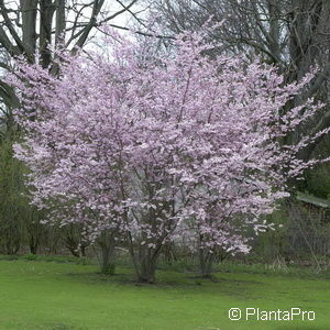 Prunus subhirtella'Autumnalis Rosea'