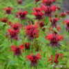 Monarda didymarot