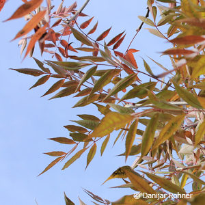 Fraxinus angustifolia'Raywood'